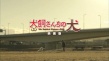 犬饲的小狗