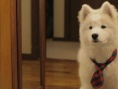 犬饲的小狗