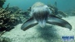 海洋