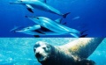 生態(tài)大片《海洋》預(yù)告片 海底生物遭人類殘忍獵殺