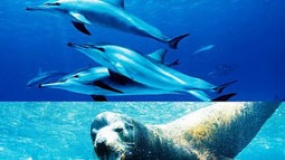 生态大片《海洋》预告片 海底生物遭人类残忍猎杀