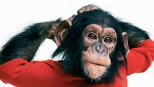 《走钢丝的人》导演新作 《尼姆计划》猩猩变人类