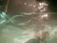 鯊魚驚魂夜3D