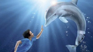 《海豚的故事》将上映 “冬天”抢镜影帝甘拜下风