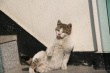 猫咪之舞