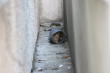 猫咪之舞