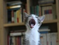 猫咪之舞