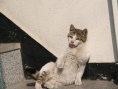猫咪之舞