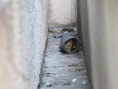 猫咪之舞