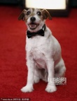 提名電影《藝術(shù)家》亮相 狗狗演員uggie湊熱鬧