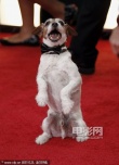 提名電影《藝術(shù)家》亮相 狗狗演員uggie湊熱鬧