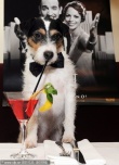 《艺术家》小狗出尽风头 “Uggie”柏林拍写真