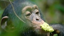 纪录片《黑猩猩》中文特辑 迪士尼自然精品巨献