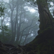 時(shí)間叢林