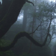 時(shí)間叢林