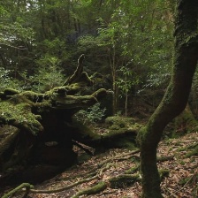 時(shí)間叢林