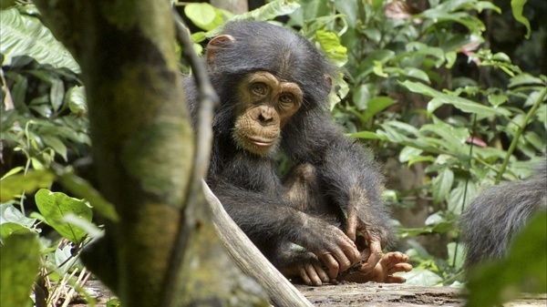 苛勒黑猩猩图片