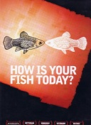 今天的鱼怎么样？