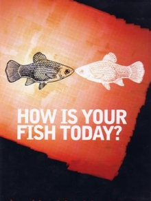 今天的鱼怎么样？