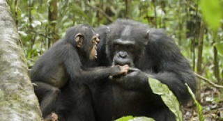 迪士尼搬《黑猩猩》上银幕 6岁猩猩的传奇经历