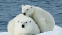 纪录片《到北极去》中文特辑 北极“熊萌”惹爱怜