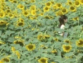 借著雨點(diǎn)說(shuō)愛(ài)你