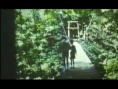 摇摆