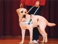 導(dǎo)盲犬小Q