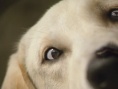 導(dǎo)盲犬小Q