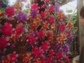 花与爱丽丝
