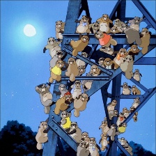 百變貍貓