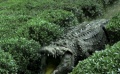 《百万巨鳄》特效解密 逼真巨鳄出没上海电影节