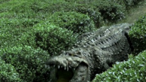 《百万巨鳄》特效解密 逼真巨鳄出没上海电影节