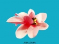 木蘭花