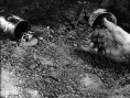 西线无战事