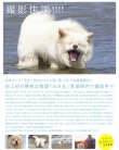 秋田犬蓬夫