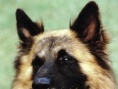 犬殺