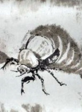 鄉(xiāng)蟲