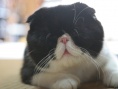 小猫跳出来3D