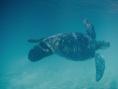 隨波逐流