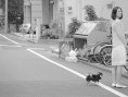 波萊羅舞曲