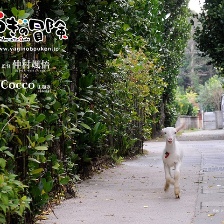 山羊的冒險