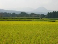 雾岛美丽的夏天