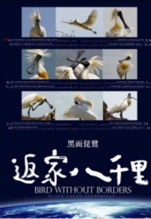 這次算是踢到牛蹄了