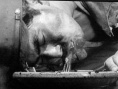 野良犬