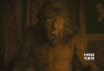 ???狼人作為三大變種人之一，其影響力雖有限，但因“暮光之城”系列中泰勒·洛特飾演的小狼雅各布而風靡全球。而本部“狼人”專屬影片中的狼人造型卻令人不敢恭維，簡直就是至尊寶和牛魔王的結合體，不過月色下的翹臀倒是格外吸睛。</br>???<strong>劇情簡介：</strong>勞倫斯回到家鄉(xiāng)黑色荒野想找出殺害弟弟的兇手，揭開母親當年慘死父親懷中的真相。調(diào)查中他終于親眼見到傳說中的怪物——狼人，卻不幸被咬傷，傷愈后勞倫斯感到自己的體內(nèi)開始產(chǎn)生變化，關于被狼人咬傷后將變成狼人的傳說應驗在了他身上……