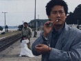 狼和鸽子