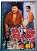 鷲與鷹