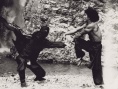 鷹拳