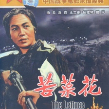 苦菜花